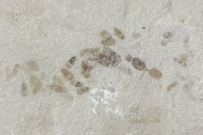 Fossil Insect Cluster - Green River Formation, Utah #109211